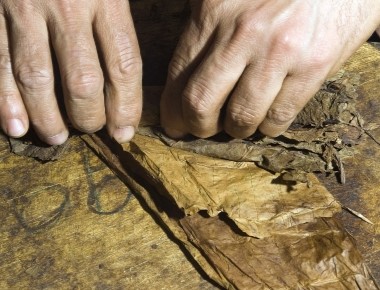 From Field to Fermentation: The Wrapper Leaf