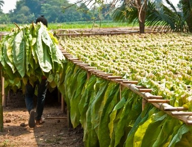 Sun Grown Tobacco A Key Ingredient in Cuban Cigar Excellence
